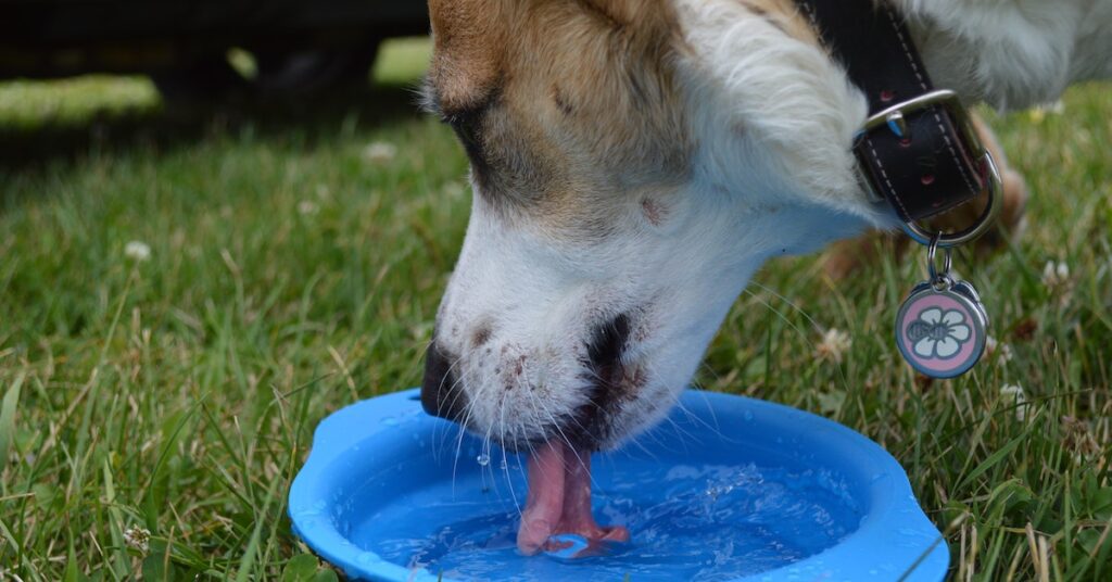 Hydrate Dogs with Diarrhea