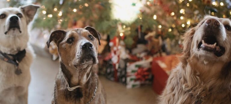 2019 pet gift guide