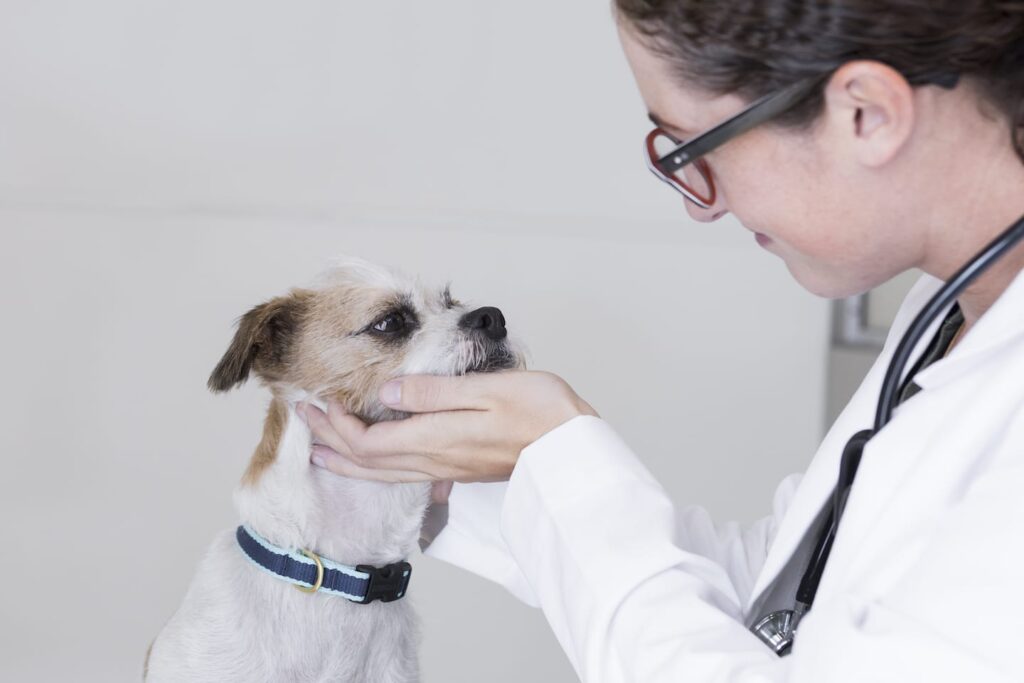 Cat and Dog Vaccinations
