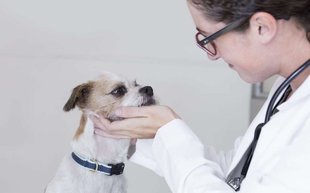 Cat and Dog Vaccinations 101