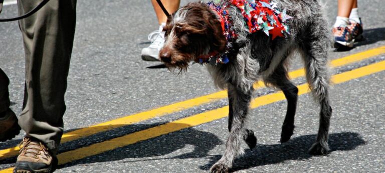 pet-friendly 4th of july parades