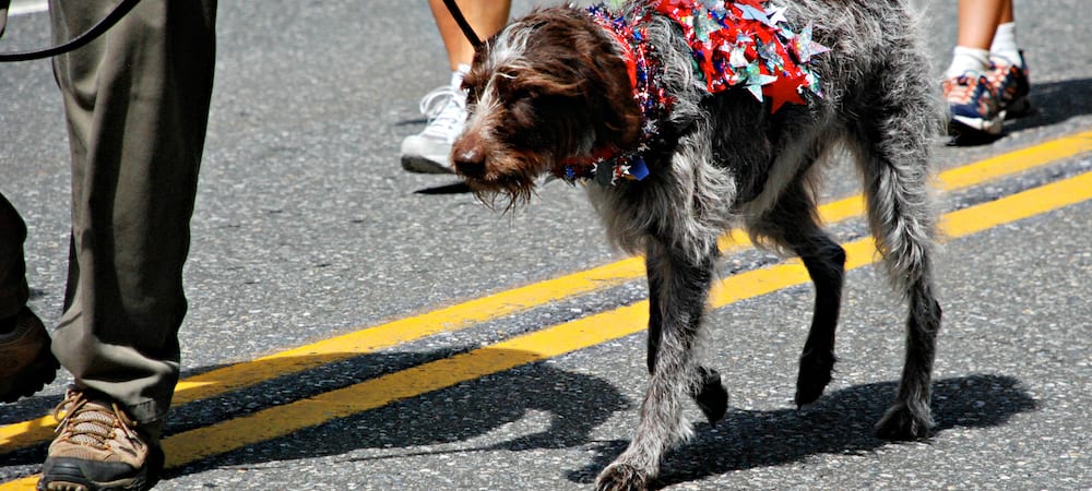 Photos of July 4th Pet Parade at B Ross House.