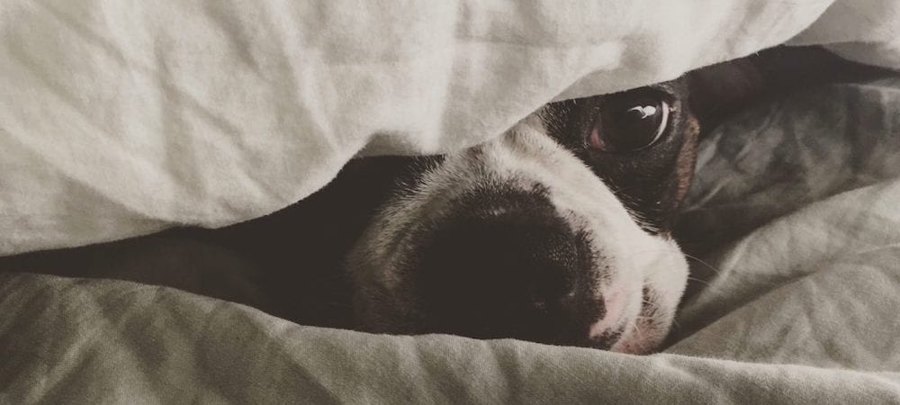 Summer Is Coming: How to Prepare Your Animal Shelter for July 4th