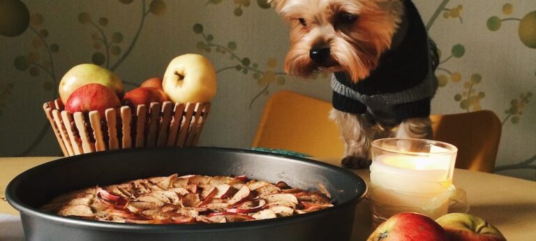 A small dog stares at a fresh baked apple pie sitting on a table with apples and milk