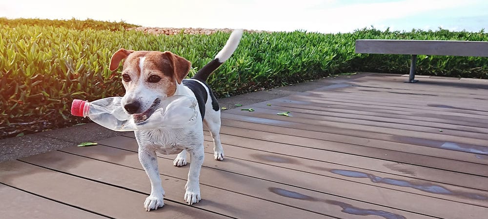 6 Ways to Reduce Your Carbon Pawprint