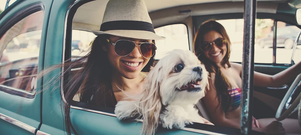 The Top 10 American Landmarks To Take Your Pet