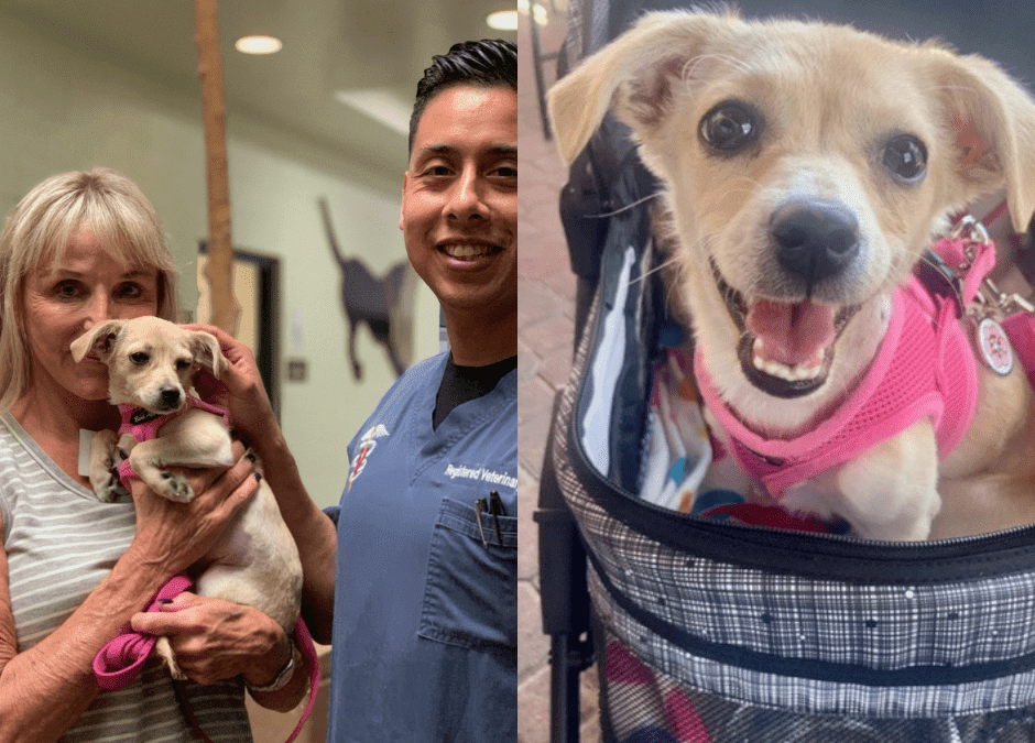 Reward offered as Arrow Puppy Starts New Life in Coachella Valley