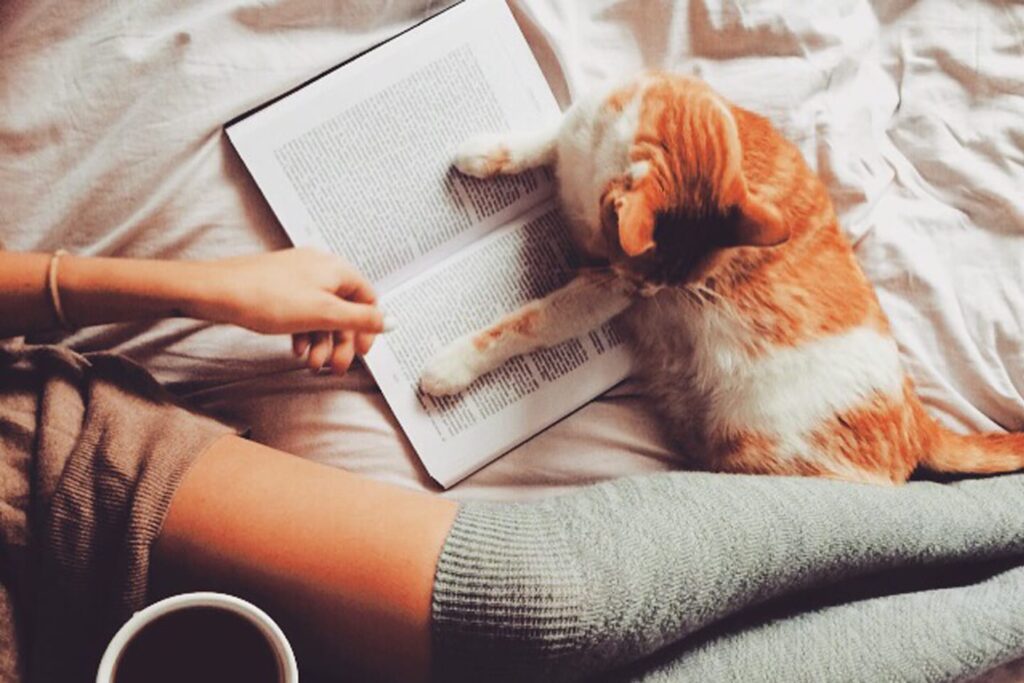 An orange and white cat lays next to a human who was reading a book in bed