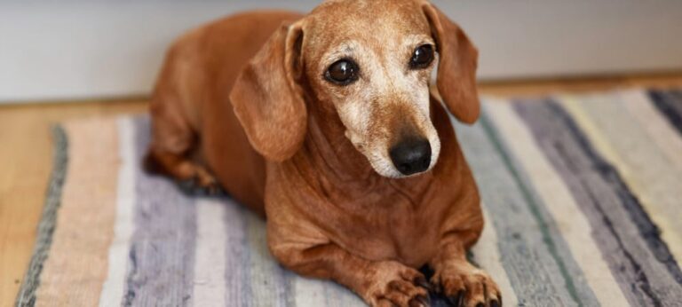 Senior Dog Care: Canine lumps and bumps