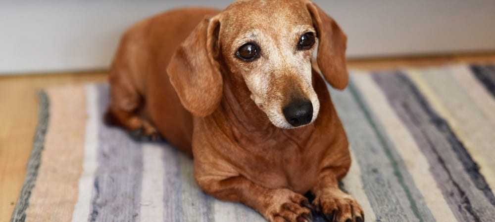 Senior Dog Care: Canine lumps and bumps