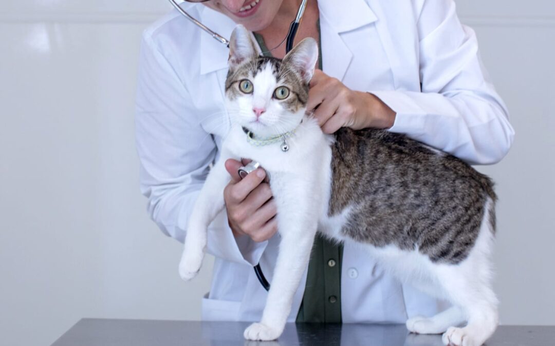 Feline Leukemia: What You Need to Know