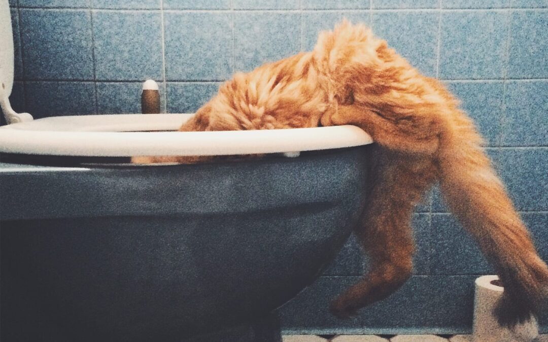 National Answer Your Cat’s Questions Day: A Q&A With a Cat