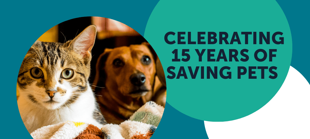 Michelson Found Animals Celebrates 15 Years of Saving Pets