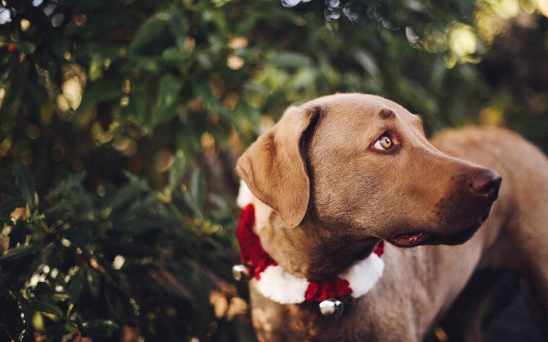 How to Pet-Proof Your Christmas Tree