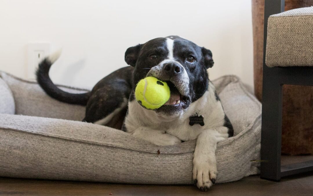 The Definitive Guide to Cleaning your Pet’s Belongings