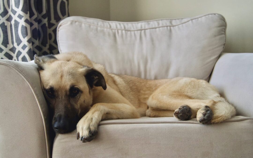 Is Housekeeping Making Your Pet Sick?