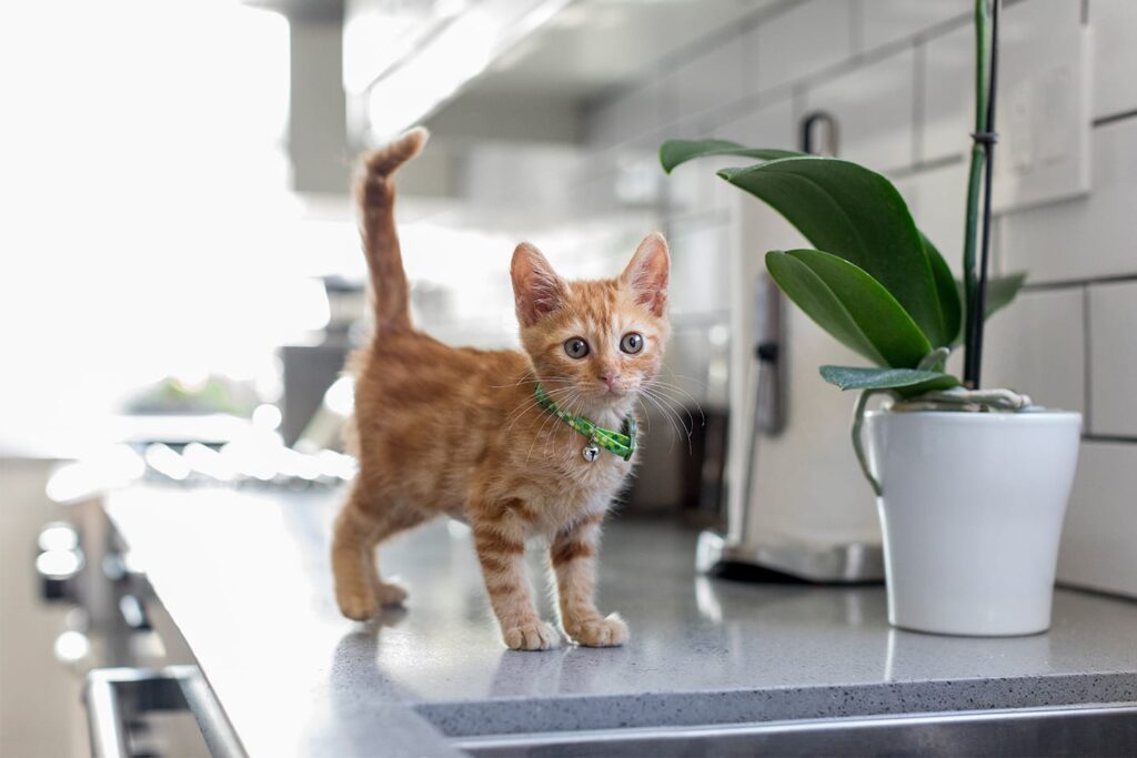 An orange kitten stands next to an orchid plant on a countertop