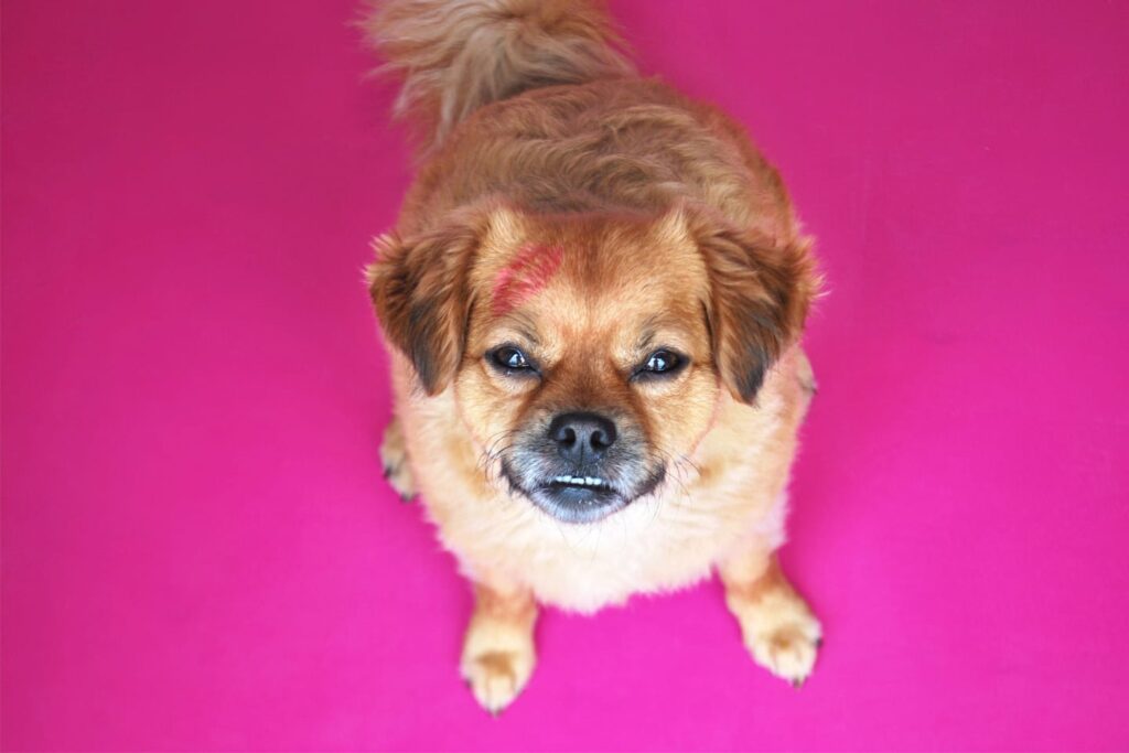 A small tan dog on a pink floor looks up at the camera with a pink kiss mark on its head
