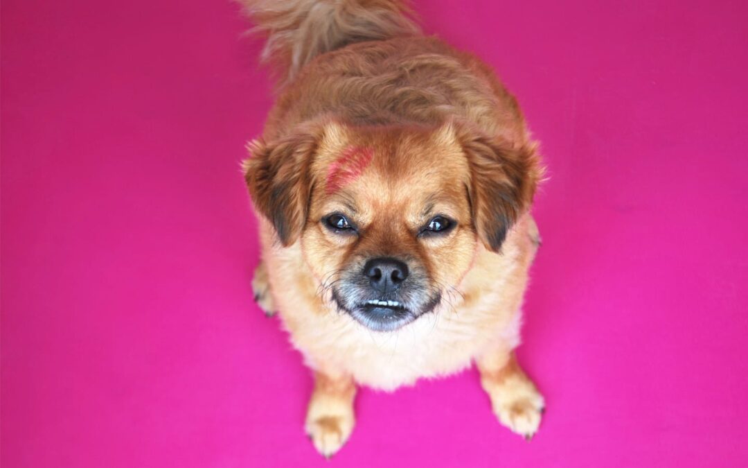 Gift Guide: Cruelty-Free Vegan Cosmetics for Pet People