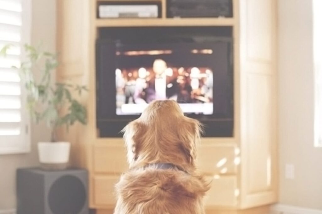 A golden retriever is seen from behind while watching TV in a home setting