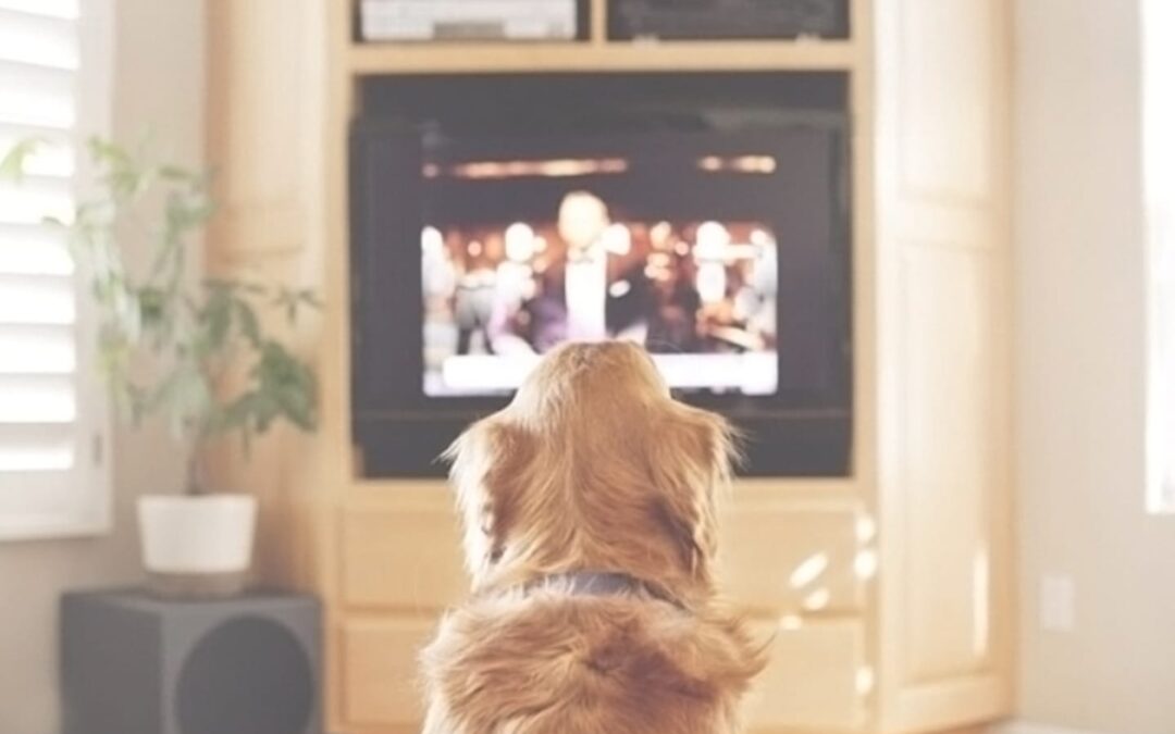 The 5 Best Dog Movies of All Time