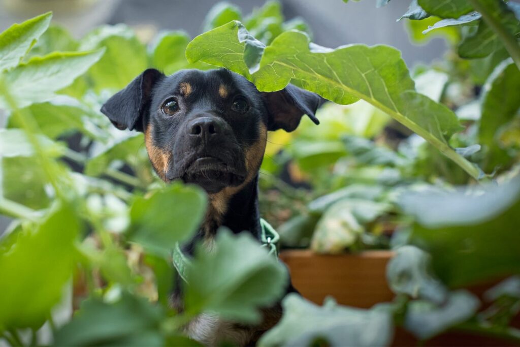 Safety Warning for Composting Pet Poop