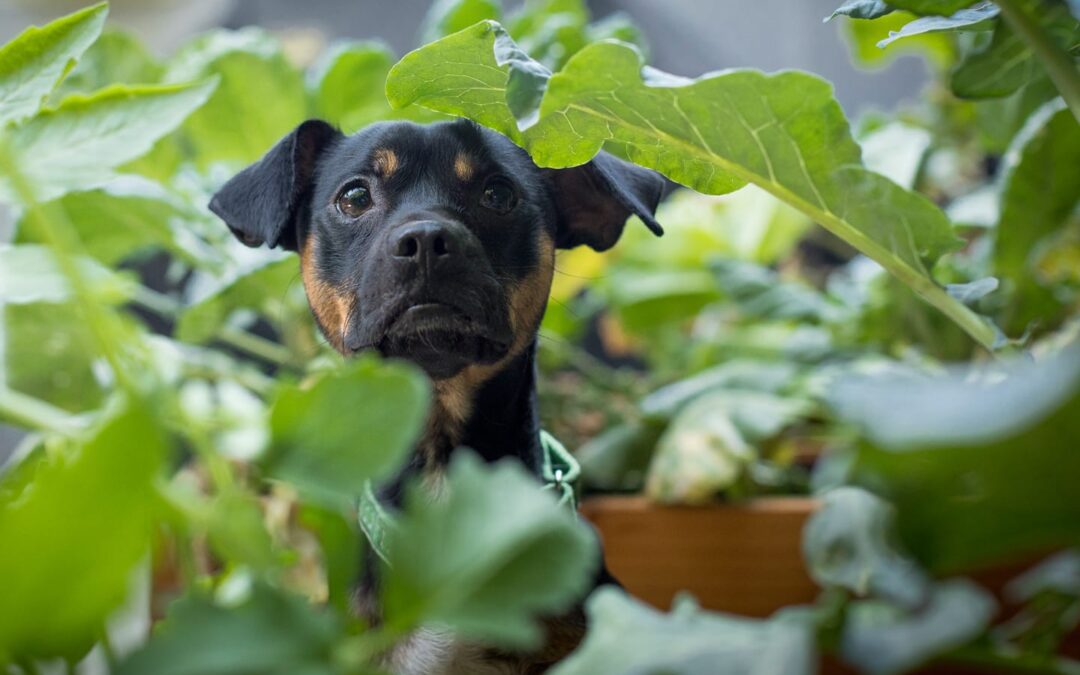 A Safety Warning for Composting Pet Poop