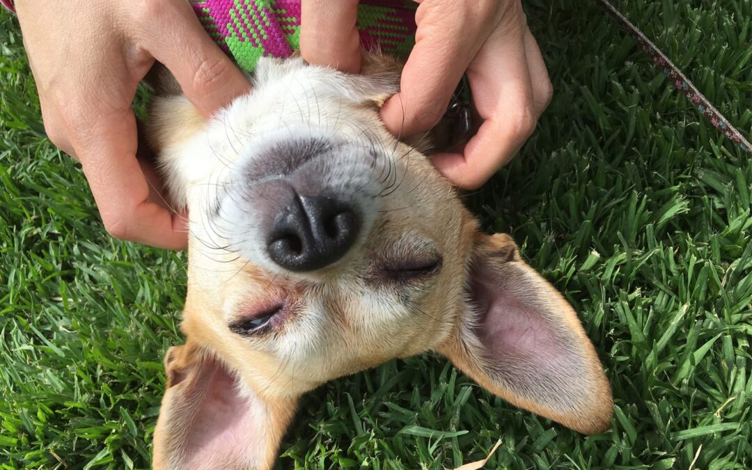 Make a DIY Face Mask for You and a Bath for Your Dog – With Just One Ingredient