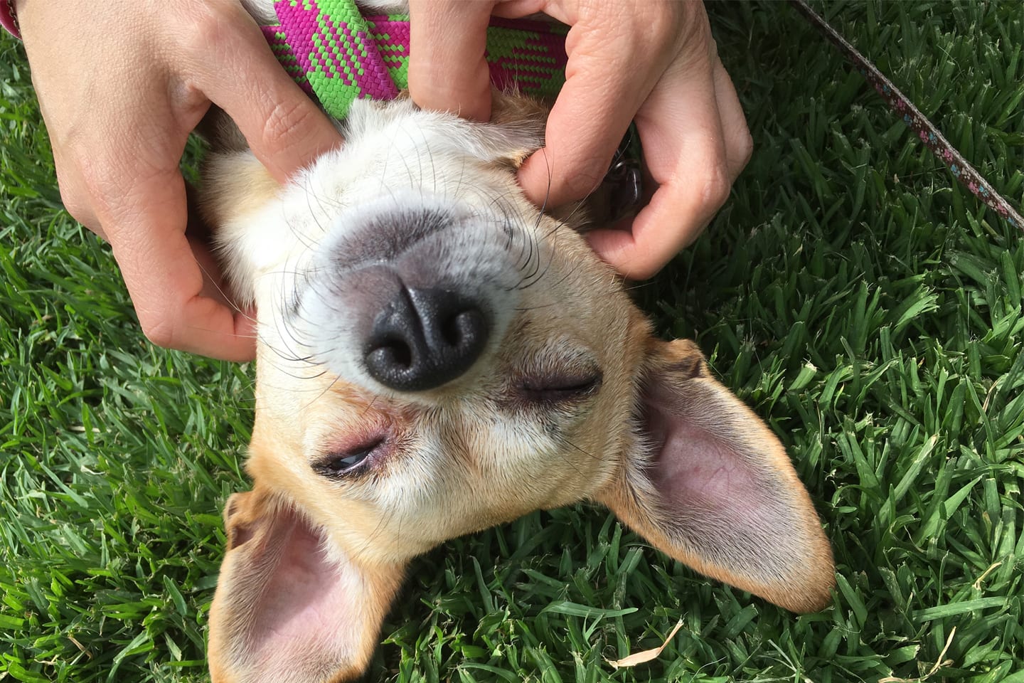 Make a DIY Face Mask for You and a Bath for Your Dog With Just One Ingredient Michelson