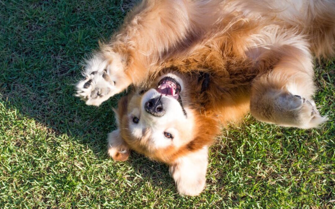 Dog Trivia: 41 Dog Facts for National Trivia Day