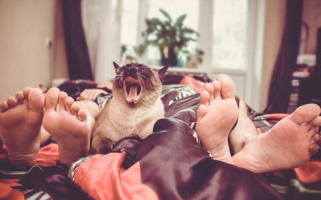 Are You and Your Significant Other Ready to Adopt a Pet?