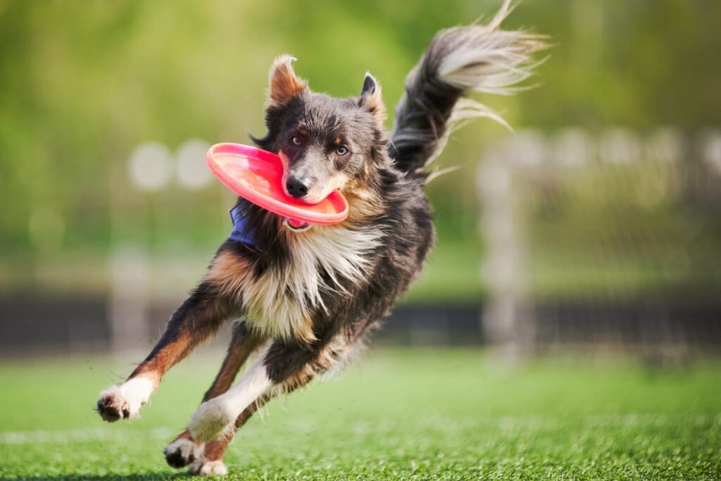 Brown and white dog catching a frisbee (768x512)