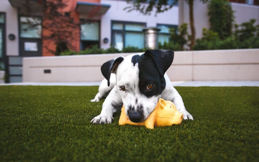Safe Treats and Chew Toys for Dogs: Eliminating Choking Hazards