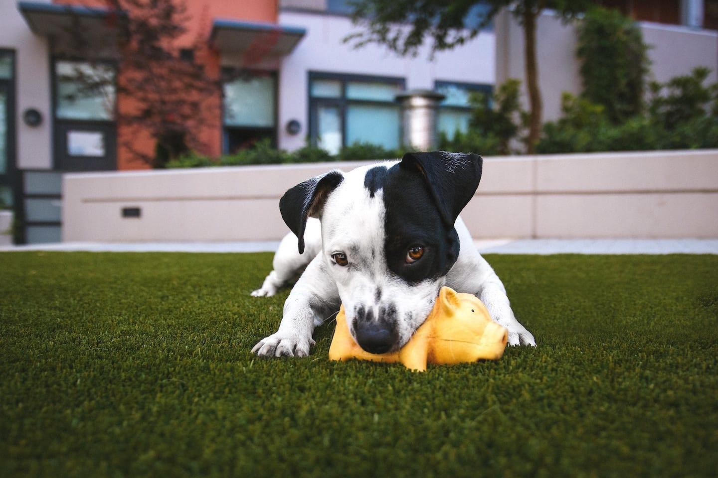 Curated visual reference: Animal Choking Hazards Reference: Safe Treats And Chew Toys For Dogs Eliminating Choking Hazards