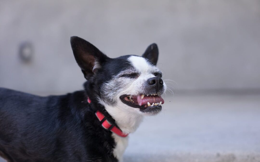 Pepper the Rescue Dog’s Wishlist