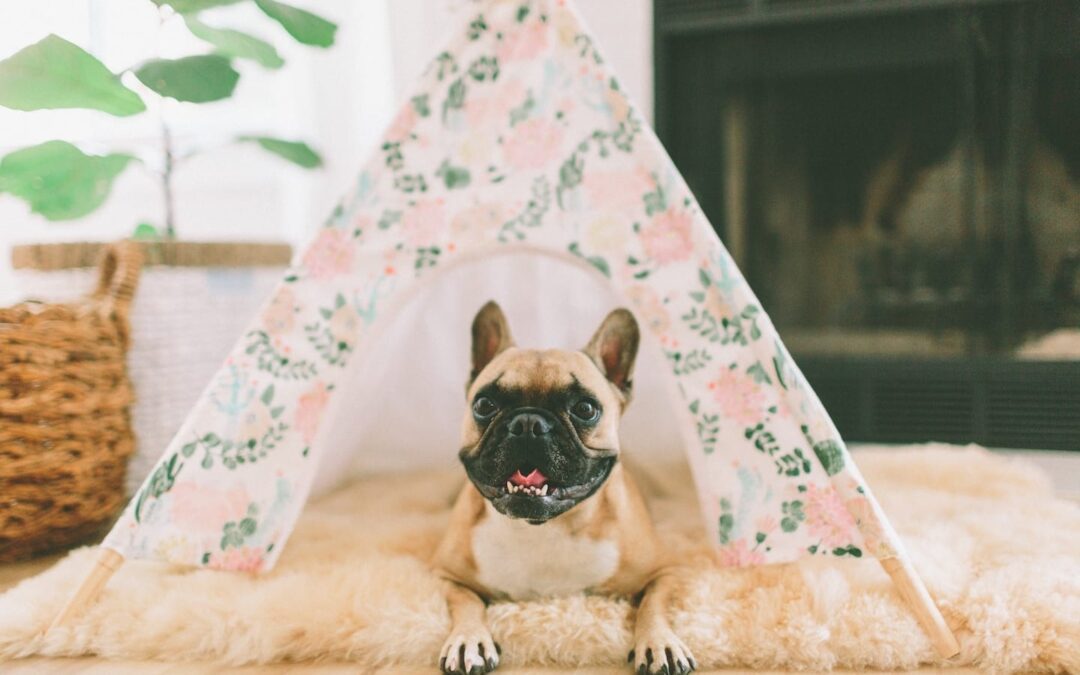 Treat Yourself: Splurges for Your Dog or Cat