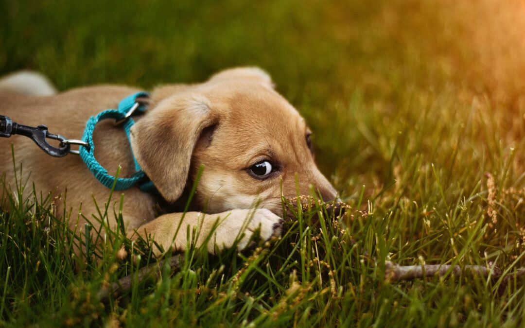 Flea Treatment and Prevention for Dogs