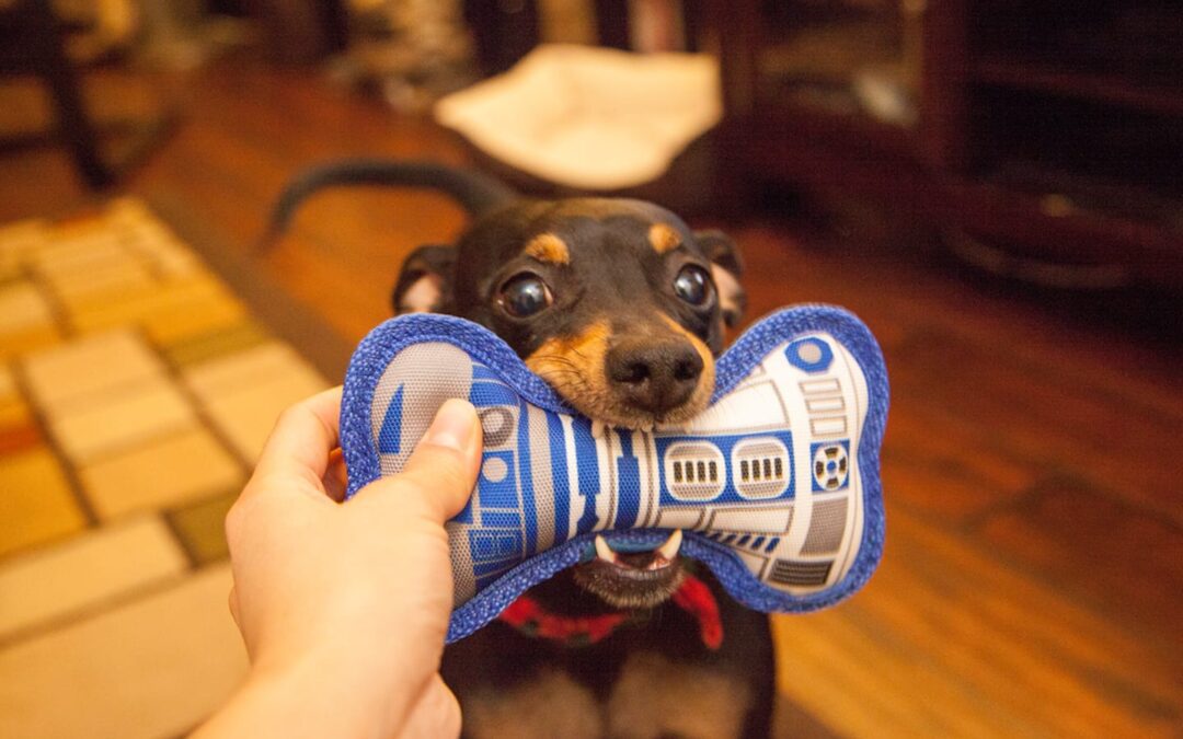 Gift Guide: Pet-Loving Geeks