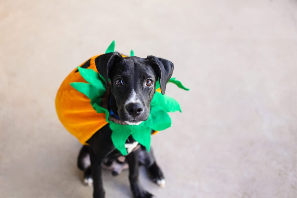 Halloween pet safety