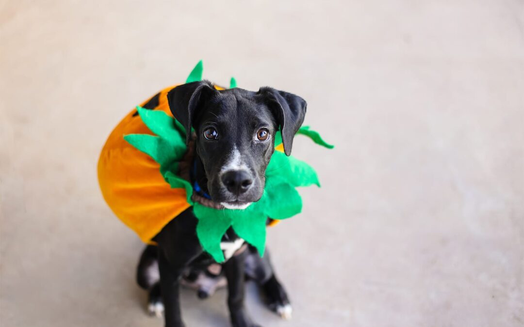Don’t Be Unlucky: 13 Halloween Pet Safety Tips For A Tail-Wagging Good Time!