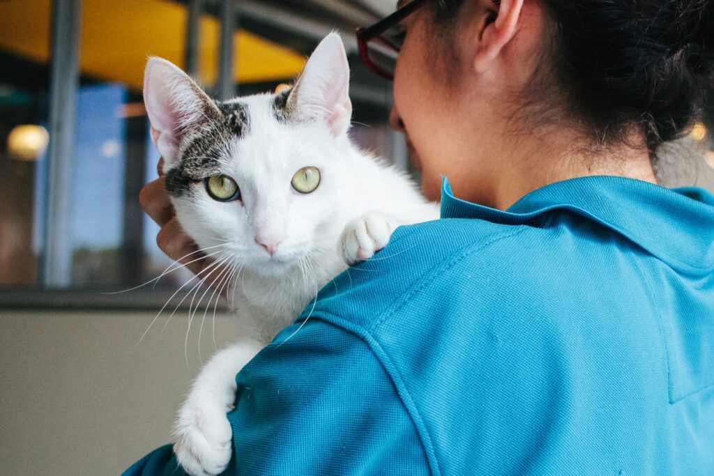 A woman in a blue collared shirt holds a brown and white cat on her shoulder