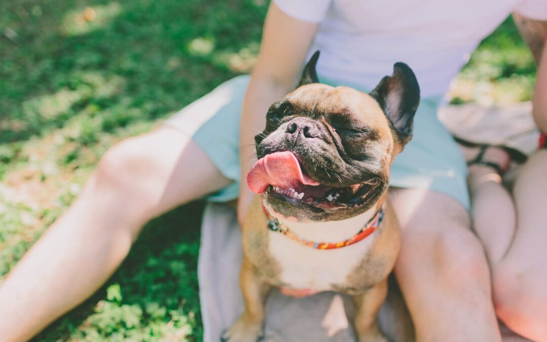 7 Hot Weather Tips to Keep Pets Safe