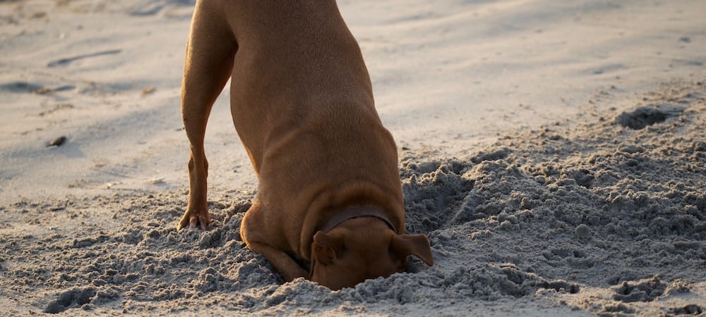 How Do I Keep My Dog From Digging?