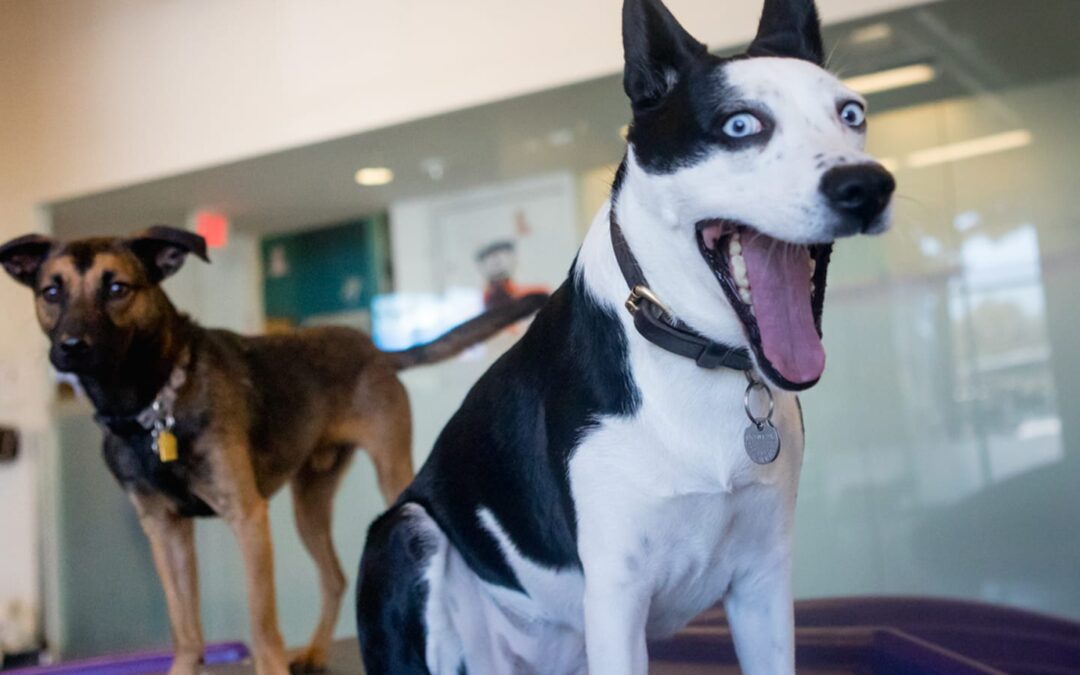 How to Handle Overexcitement in Dogs