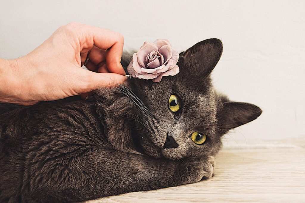 A gray cat laying down with a hand placing a rose hair clip on its head