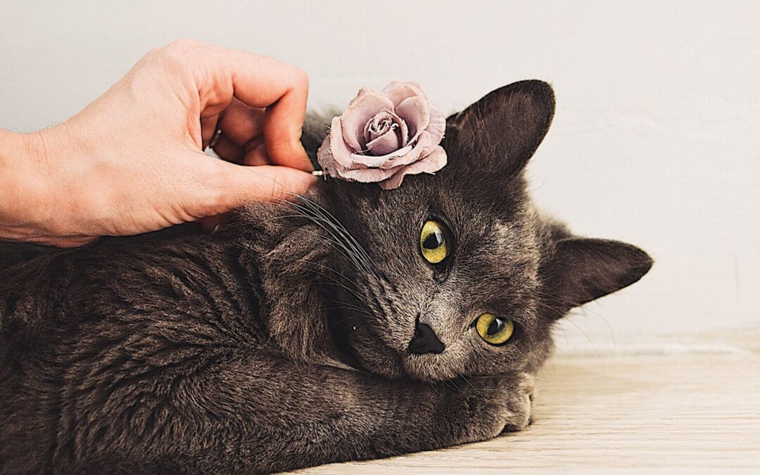 10 Cool Cats to Follow on Instagram