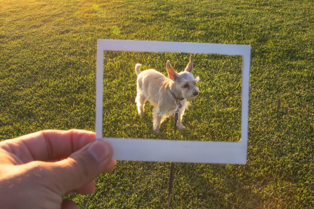 Small tan dog standing in the grass while a hand holds a polaroid picture frame in front of it