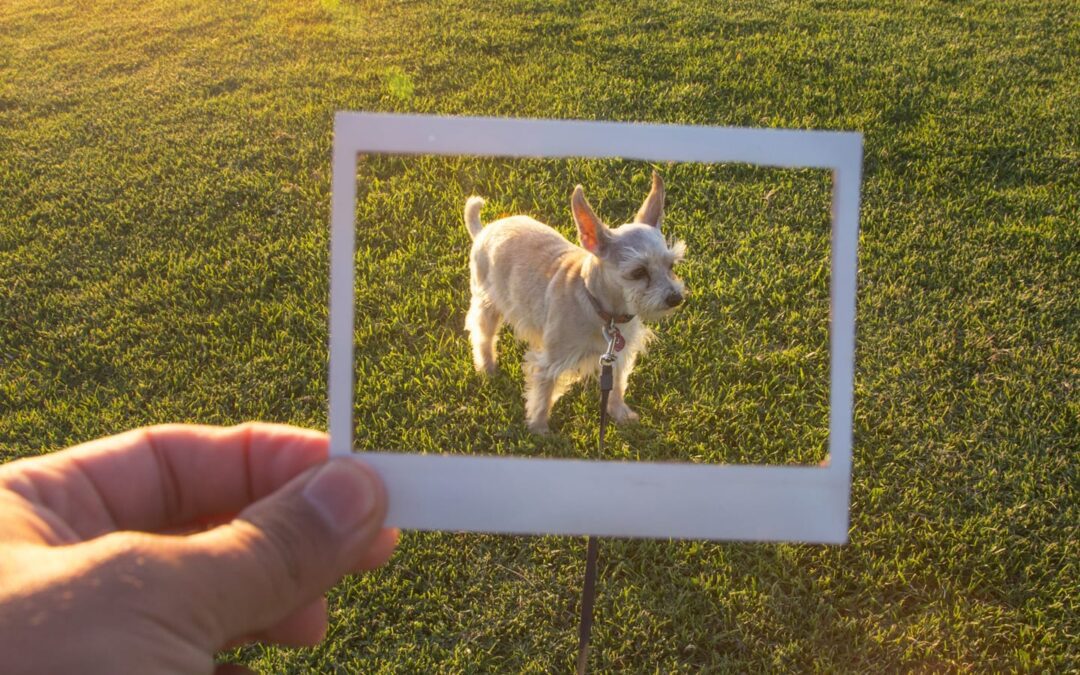 10 Amazing Dogs to Follow on Instagram