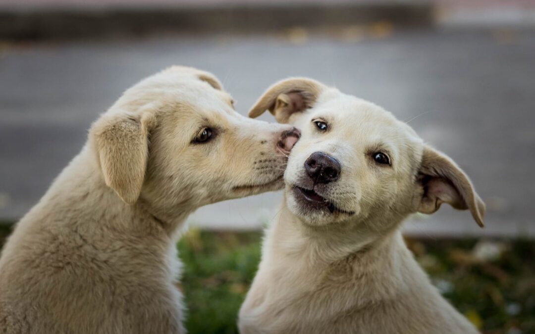 How Ireland Is Fixing Its Stray Dog Epidemic