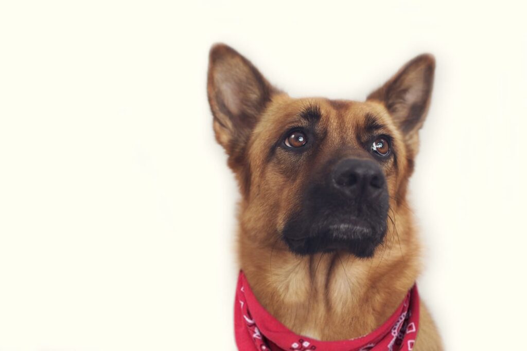 Brown German Shepherd wearing red bandana